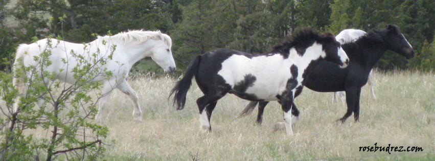 three horses walking together.