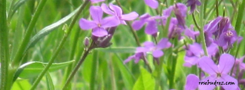purple wild flowers.
