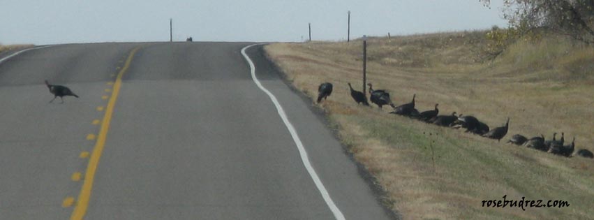 wild turkeys along the highway.