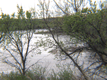 view of the lake through tree branches