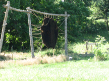 Buffalo hide hanging to dry