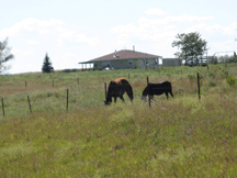 Horses near home in Two Strike, SD.